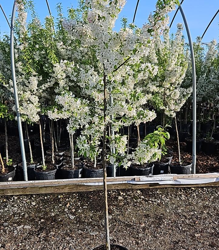 Malus X Sugar Tyme™
