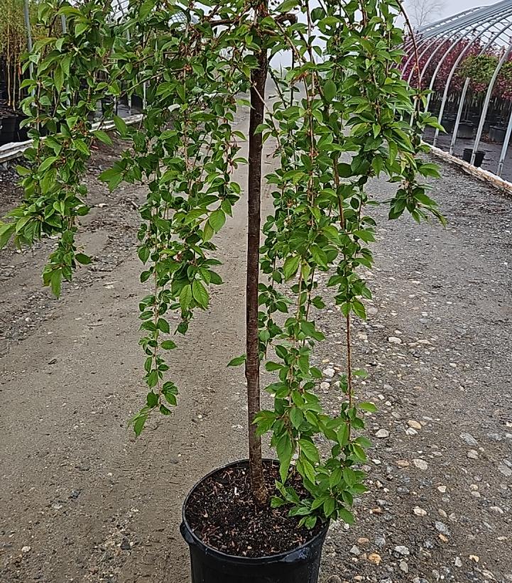Prunus X Snow Fountains®