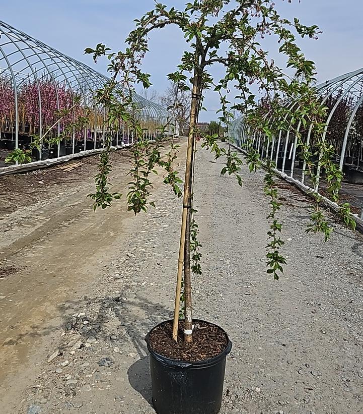 Prunus X Snow Fountains®