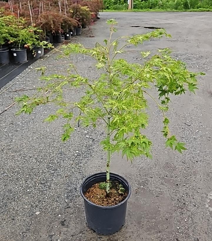 Acer palmatum Peaches & Cream