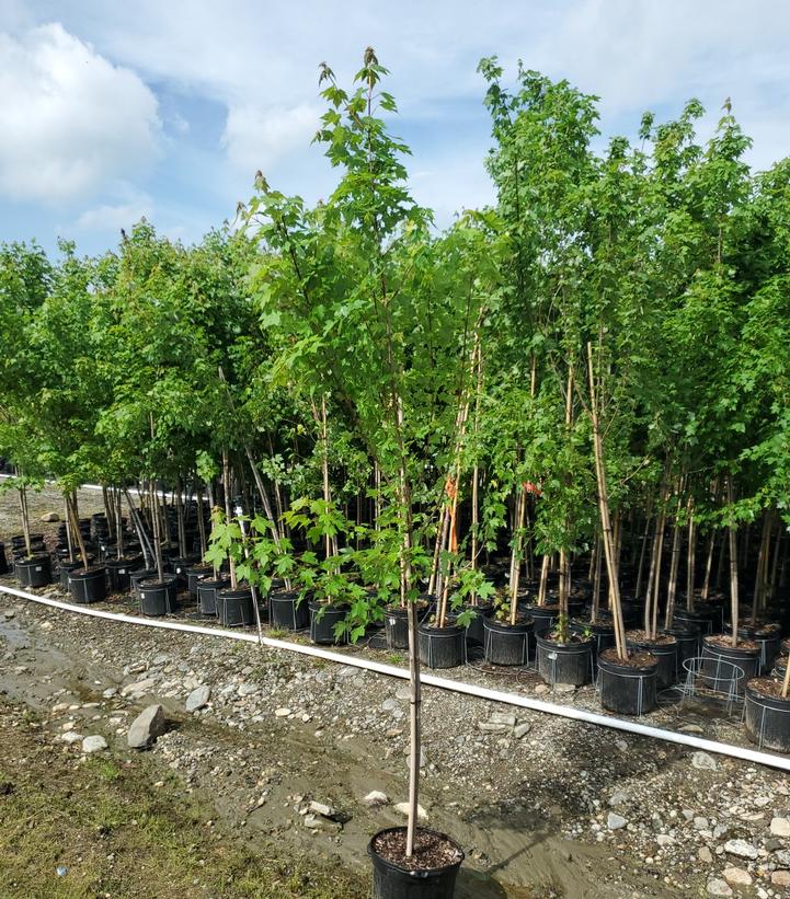Acer rubrum Redpointe®
