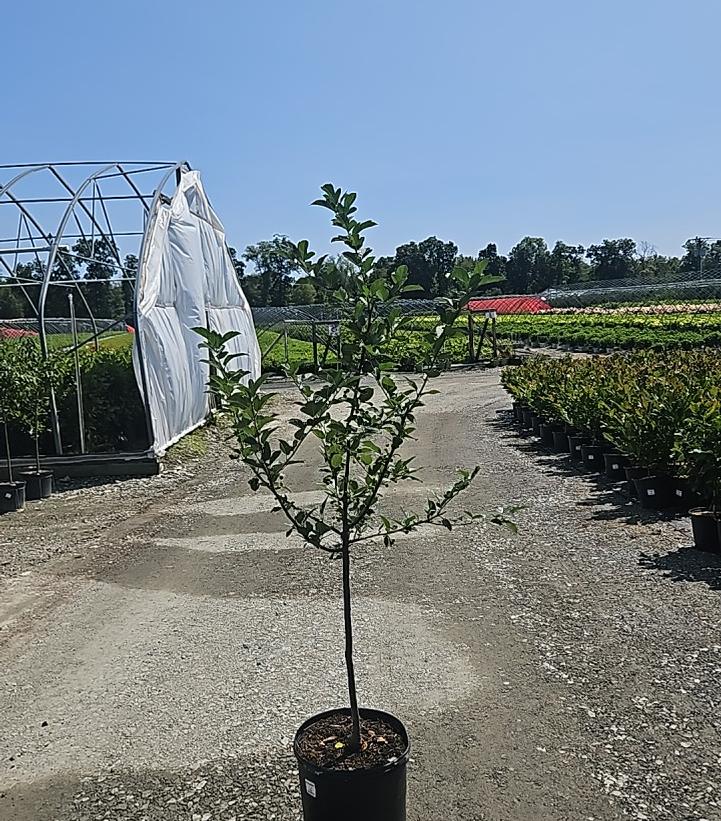 Malus sargentii 