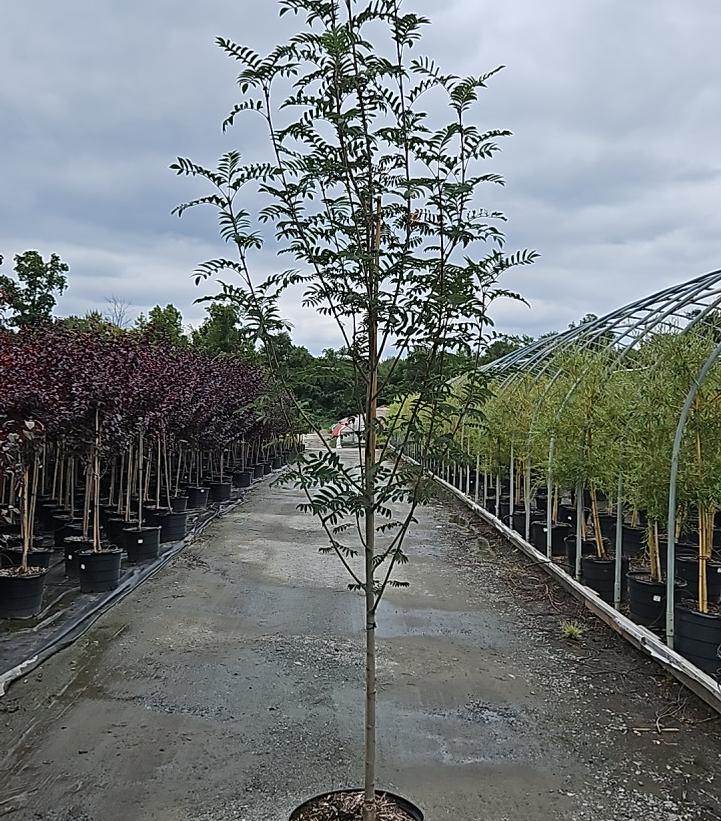 Sorbus aucuparia Cardinal Royal®