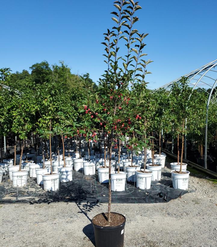 Malus x Radiant