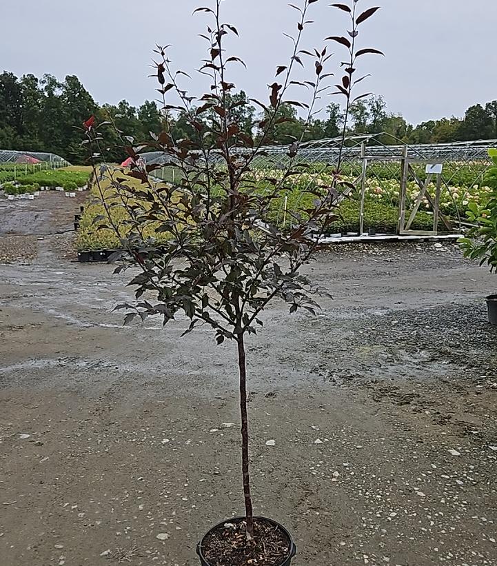 Malus X Royal Raindrops®