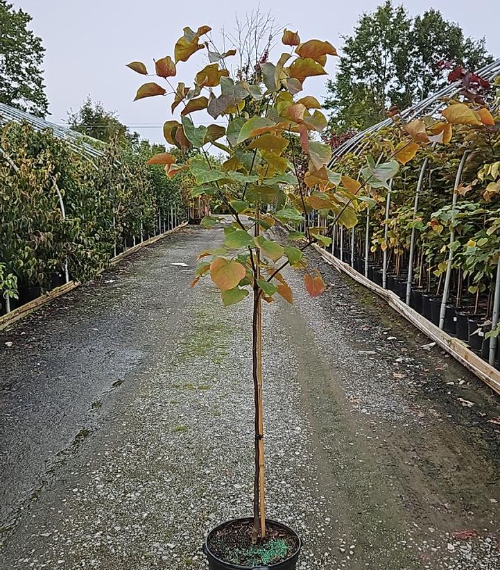 Cercis canadensis 'Forest Pansy'