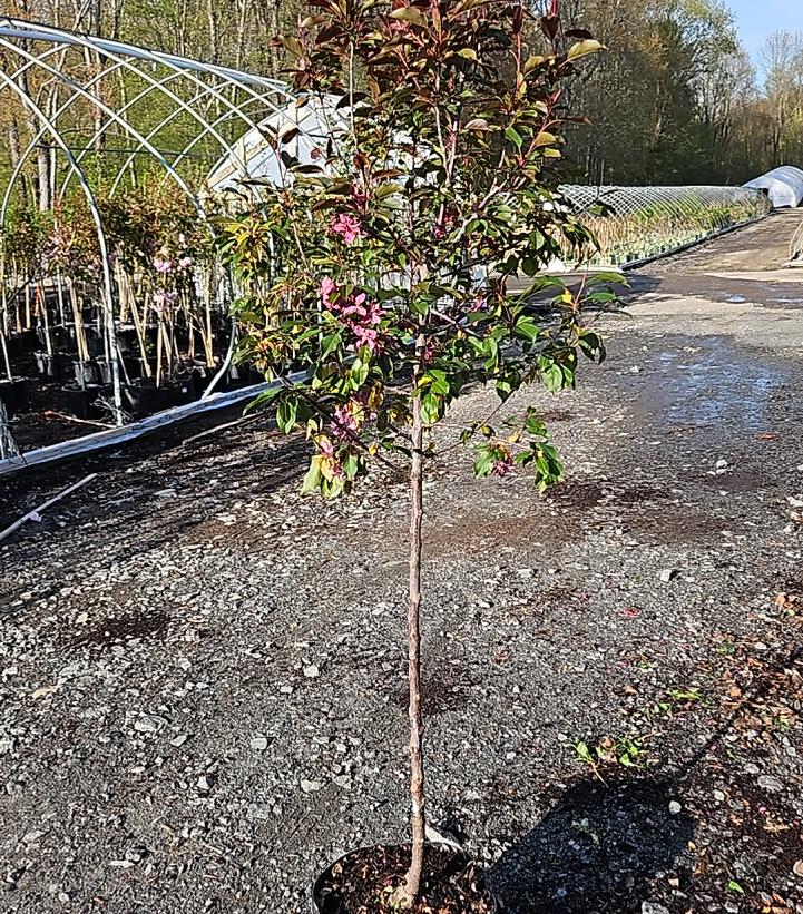 Malus 'Royalty'