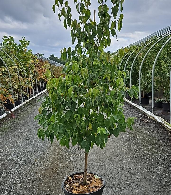 Cornus kousa 