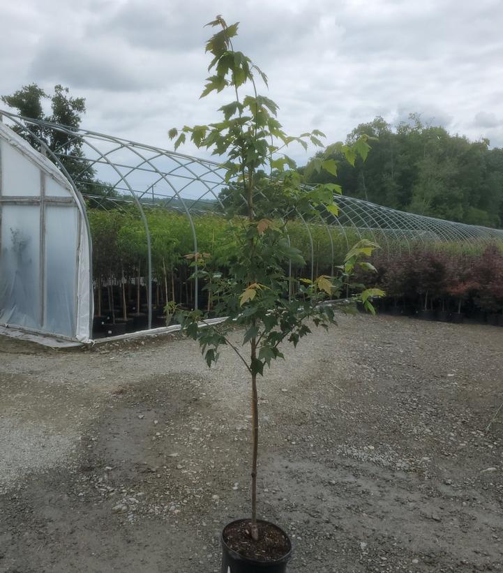 Acer rubrum Red Sunset®