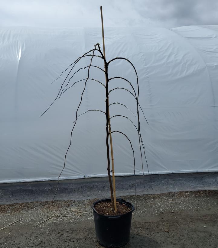 Cercis canadensis 'Vanilla Twist'