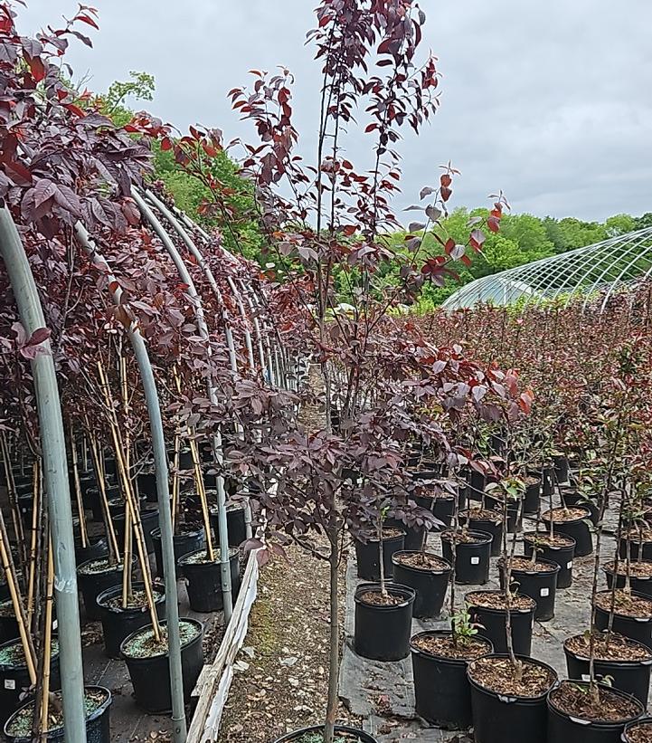 Prunus cerasifera 'Thundercloud'