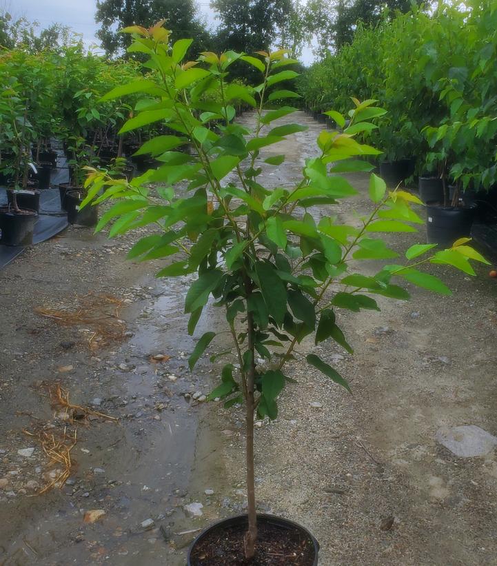 Prunus avium Regina™