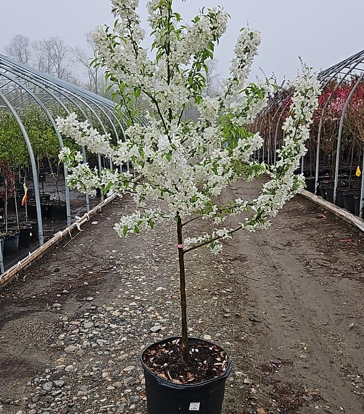 Malus X Sugar Tyme™