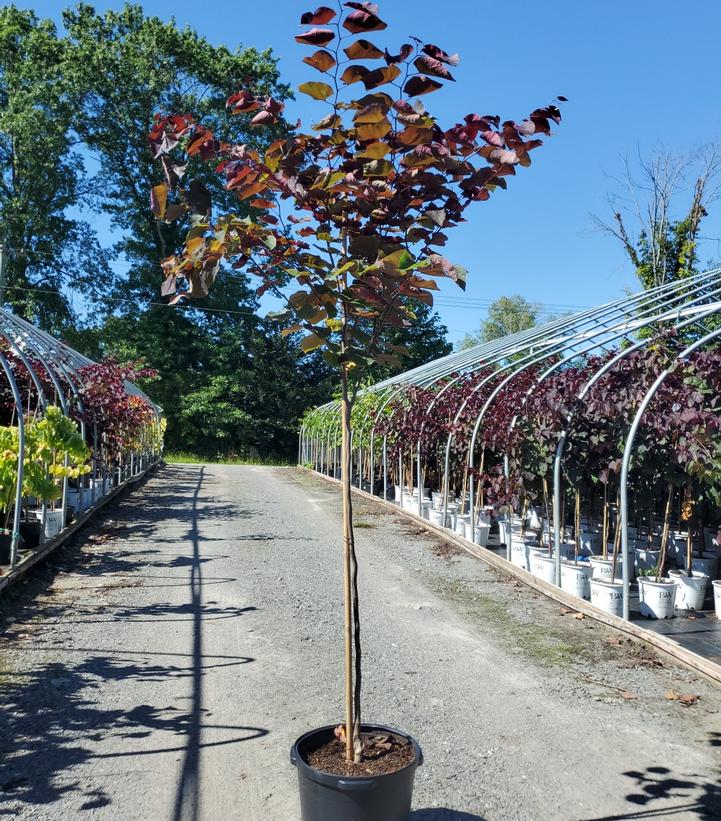 Cercis canadensis 'Forest Pansy'