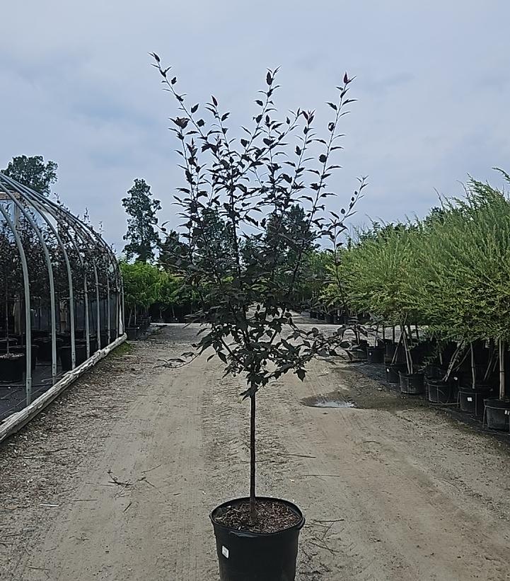 Malus X Royal Raindrops®