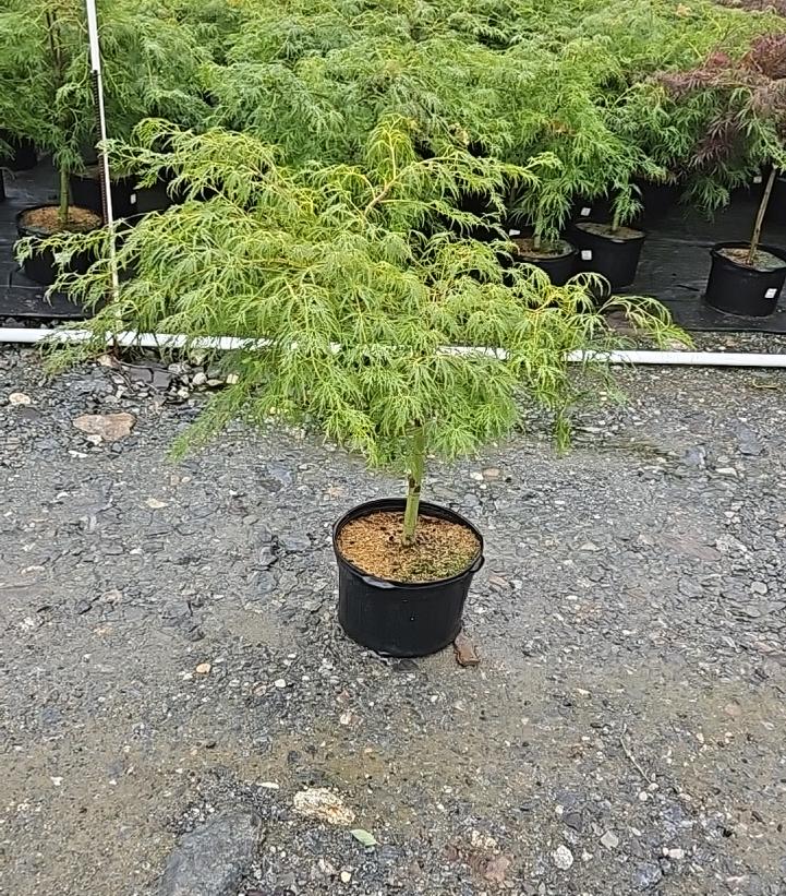 Acer palmatum dissectum 'Viridis'