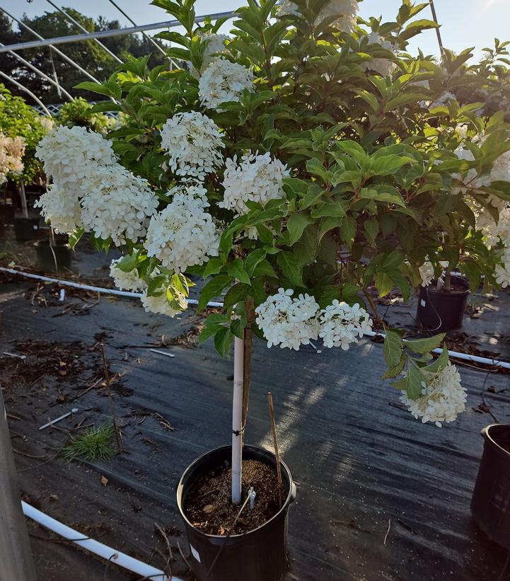 Hydrangea paniculata 'Phantom'