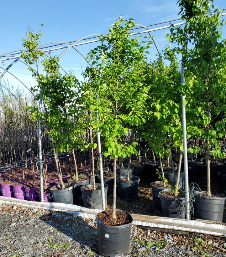 Syringa reticulata Ivory Silk - Tree Form