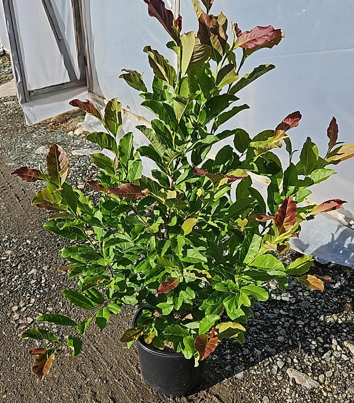 Magnolia × loebneri 'Leonard Messel'