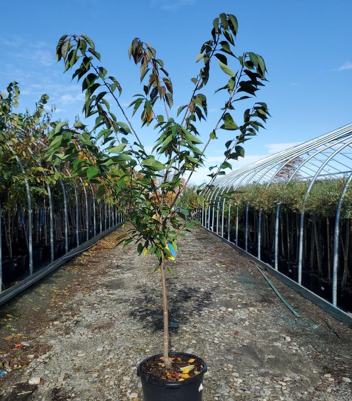 Prunus serrulata Kwanzan