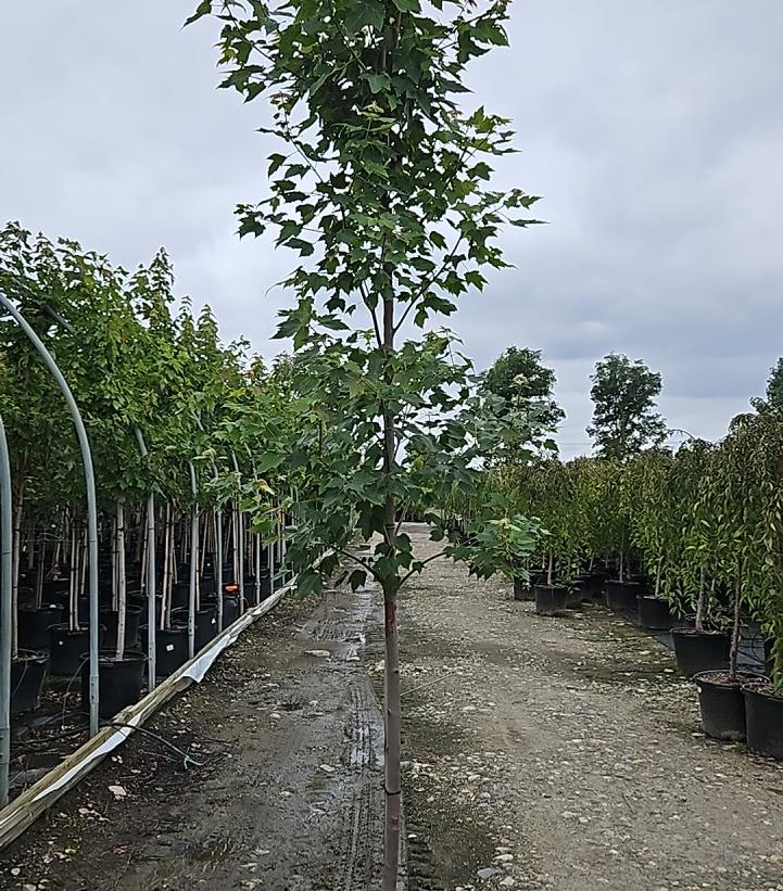 Acer rubrum Red Sunset®