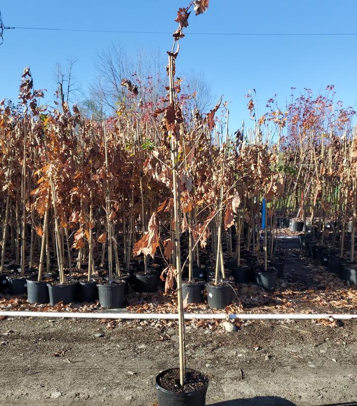 Quercus bicolor 