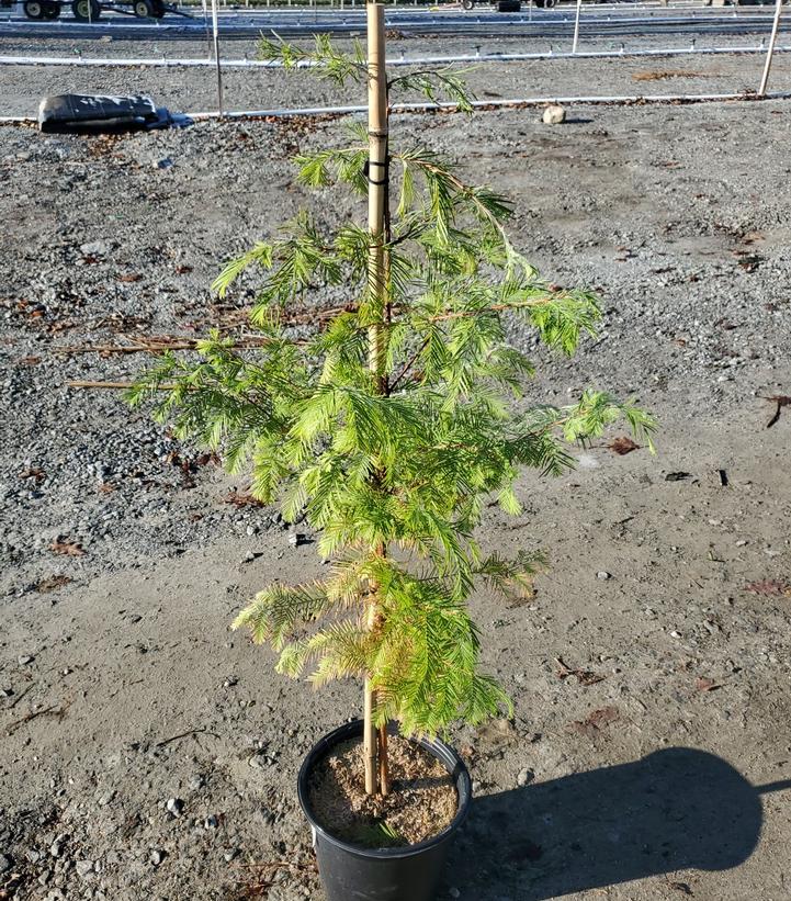 Metasequoia glyptostroboides 