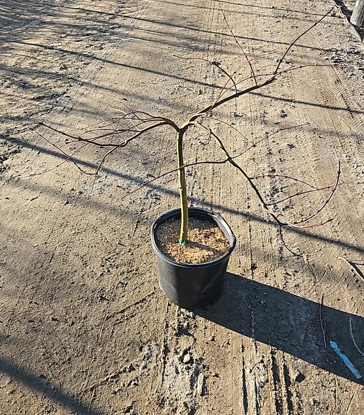 Acer palmatum dissectum 'Inaba Shidare'