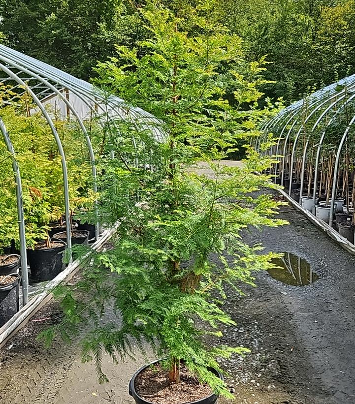 Metasequoia glyptostroboides 