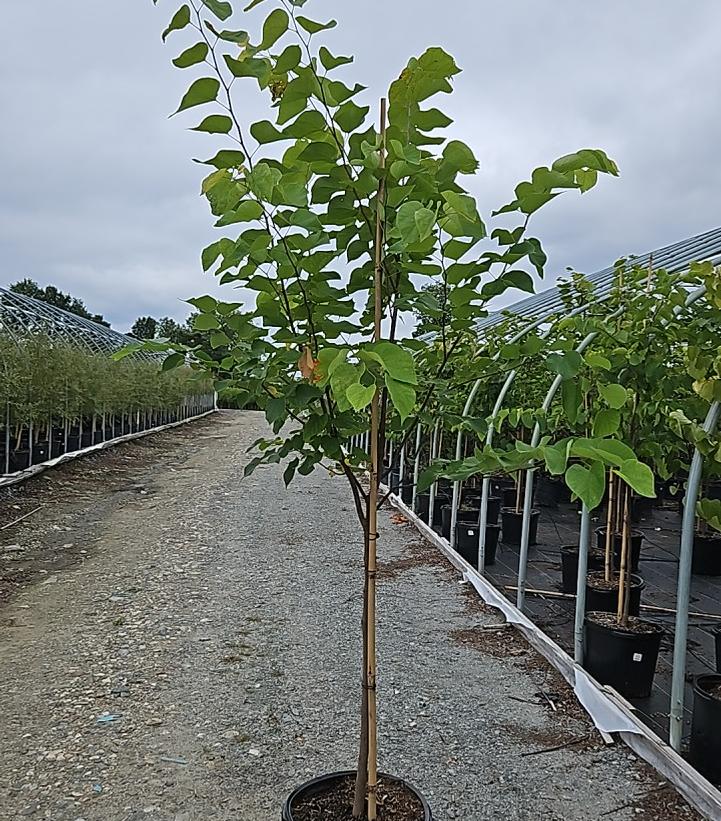 Cercis canadensis 