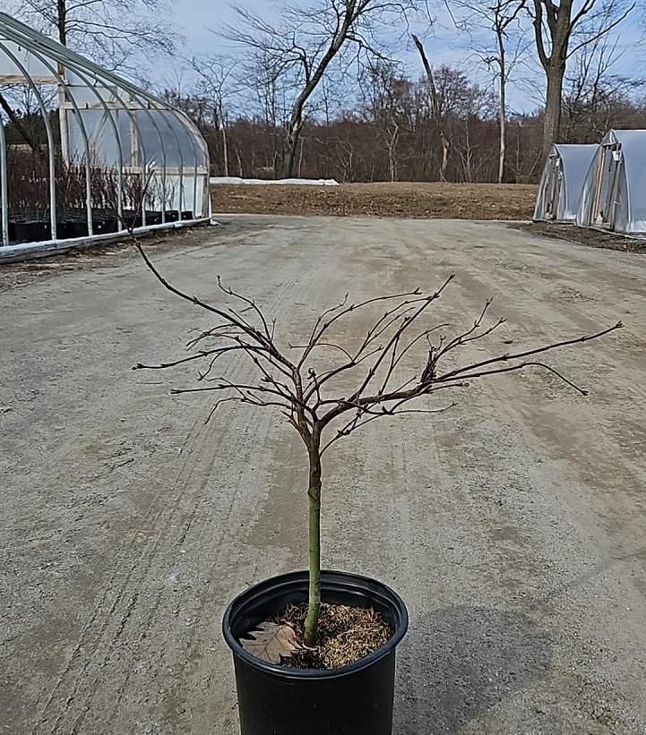 Acer palmatum dissectum 'Red Dragon'