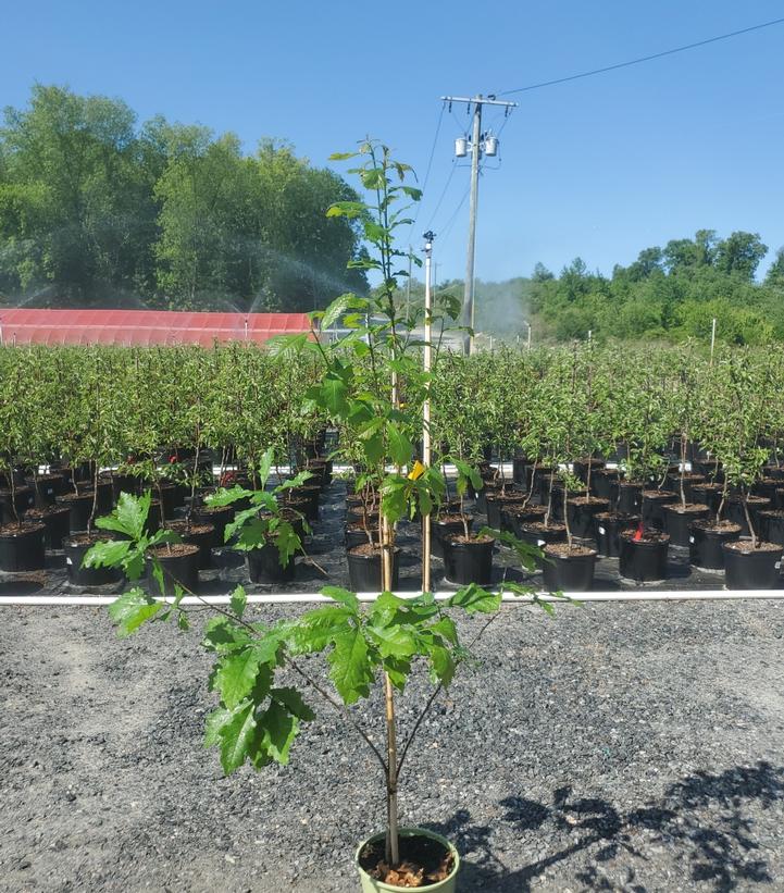 Quercus bicolor 
