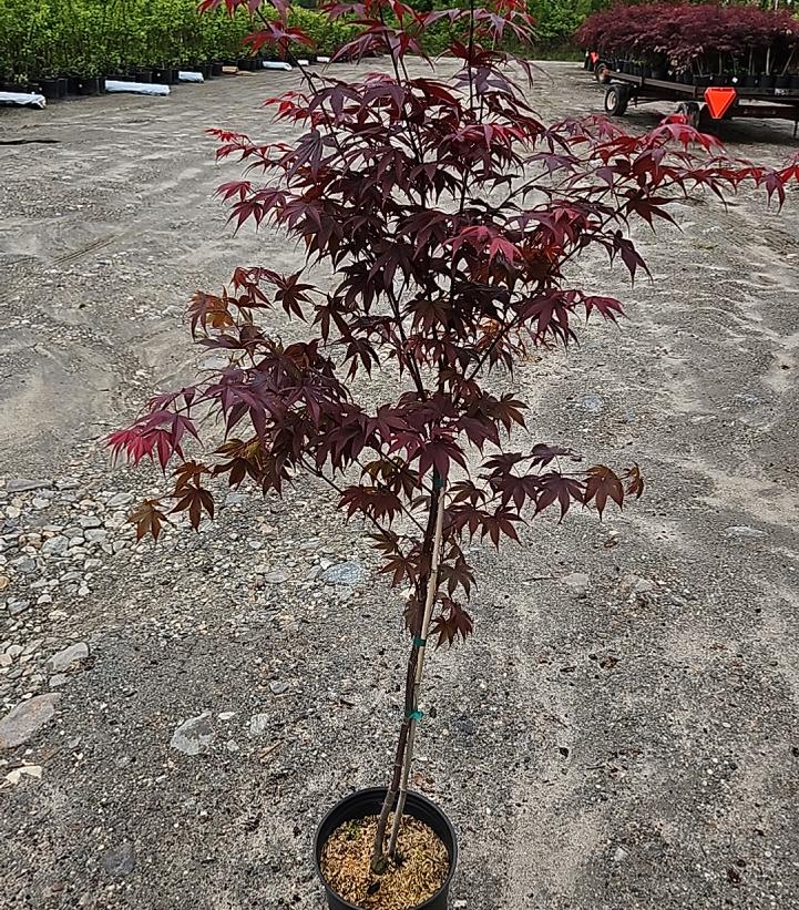 Acer palmatum 'Bloodgood'