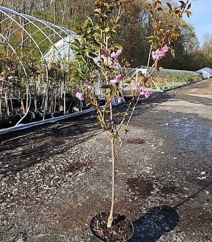 Prunus serrulata Kwanzan