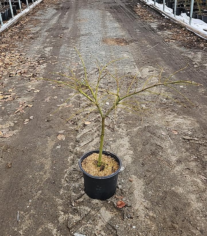 Acer palmatum dissectum 'Waterfall'