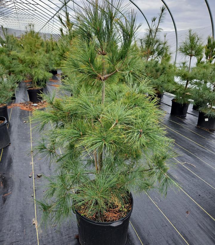 Pinus strobus 