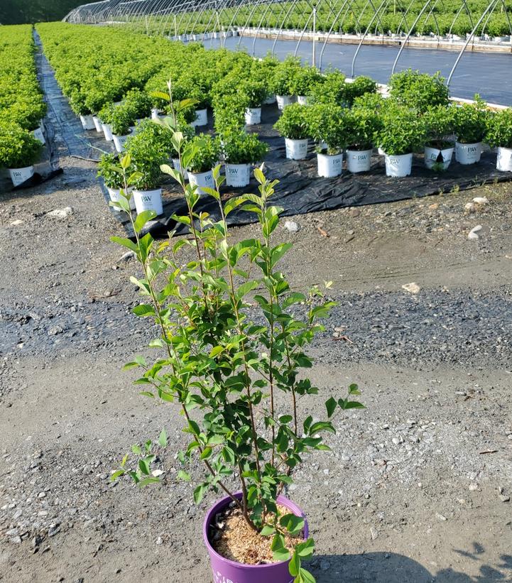 Amelanchier alnifolia Standing Ovation™