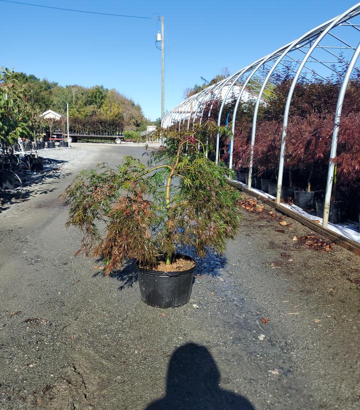 Acer palmatum dissectum 'Inaba Shidare'