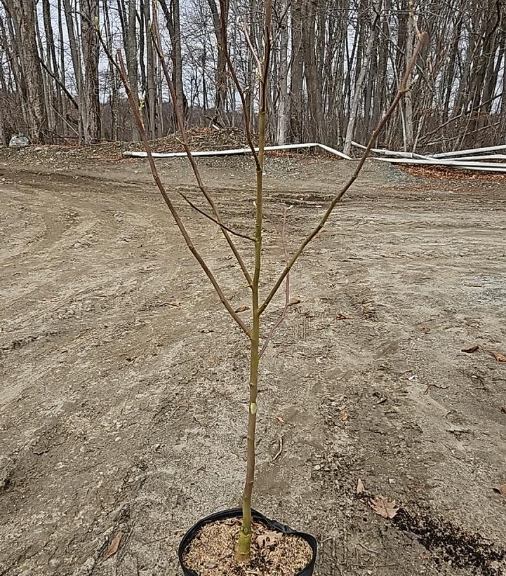 Magnolia x 'Butterflies'
