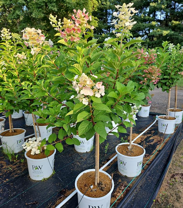 Hydrangea paniculata Quick Fire®