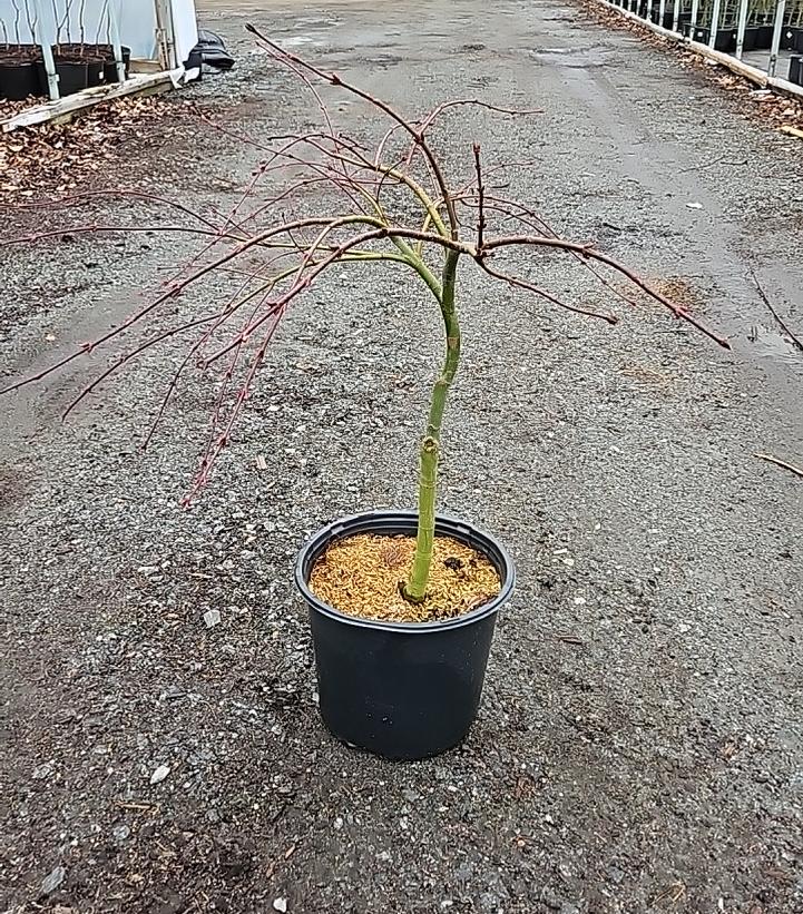 Acer palmatum dissectum 'Tamukeyama'