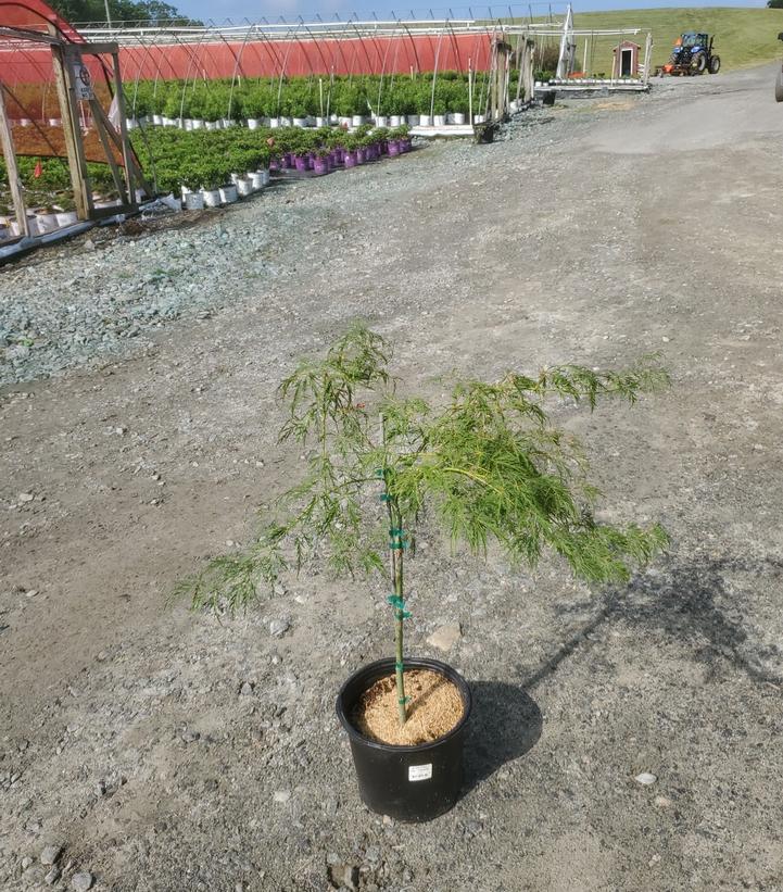 Acer palmatum dissectum 'Viridis'