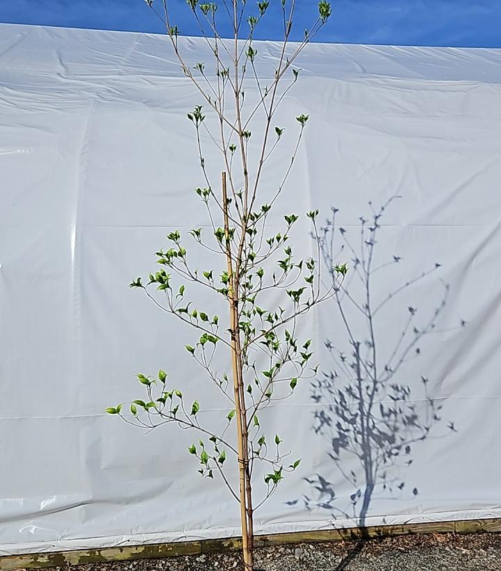 Cornus kousa Milky Way