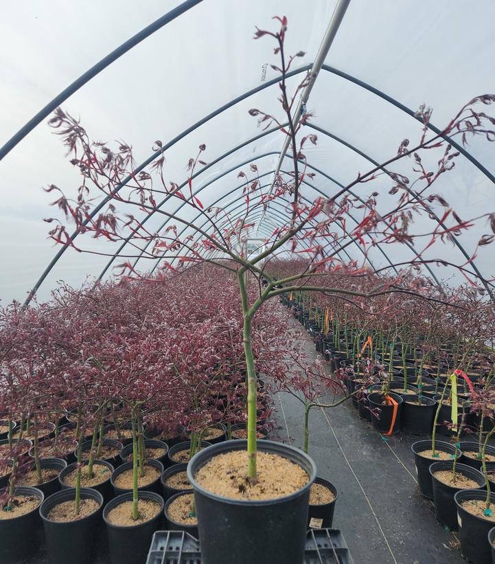 Acer palmatum dissectum 'Inaba Shidare'