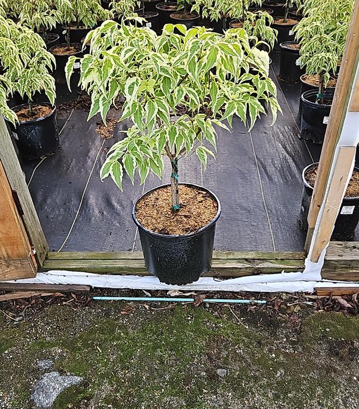Cornus kousa 'Wolf Eyes'