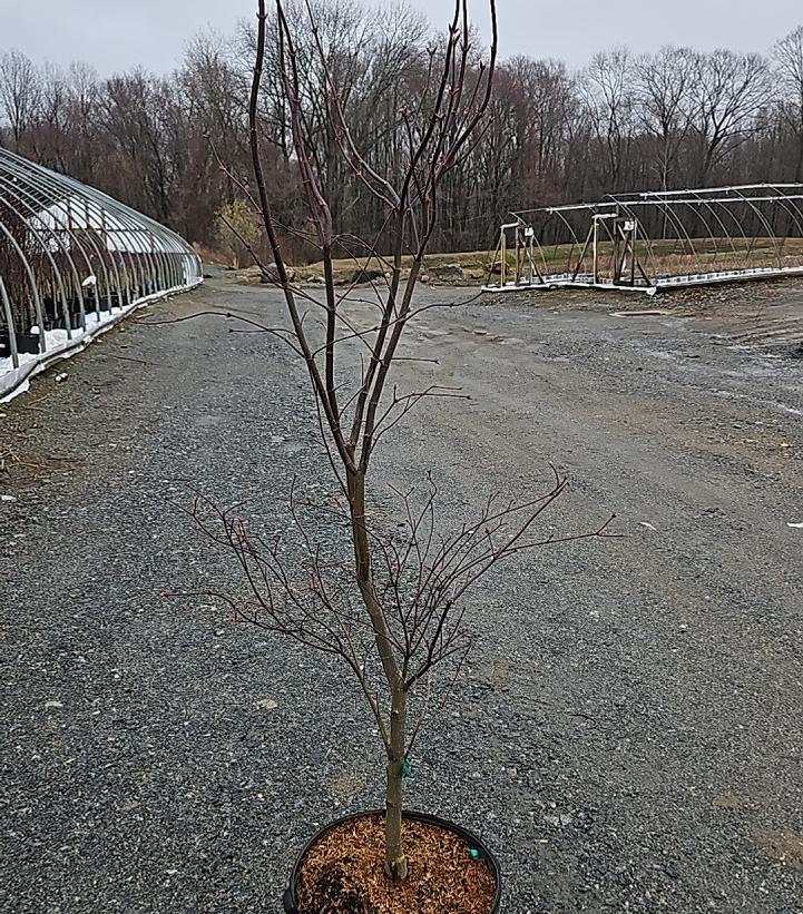 Acer palmatum 'Bloodgood'