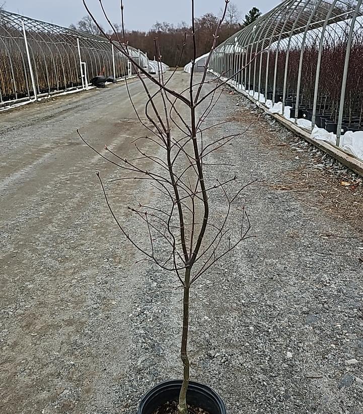 Acer palmatum 'Bloodgood'