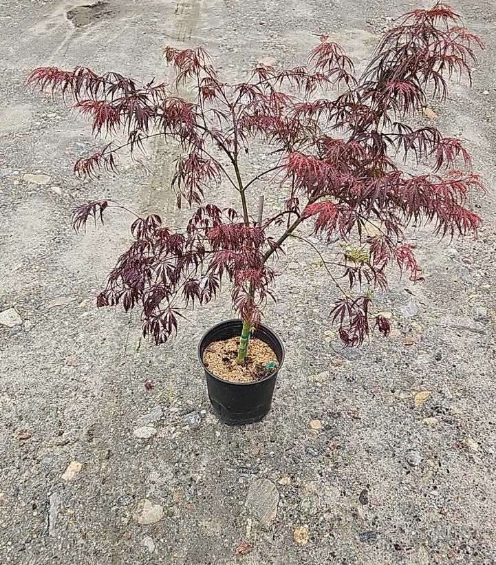 Acer palmatum dissectum 'Tamukeyama'