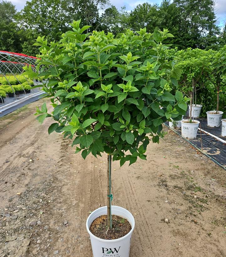 Hydrangea paniculata 'Limelight'