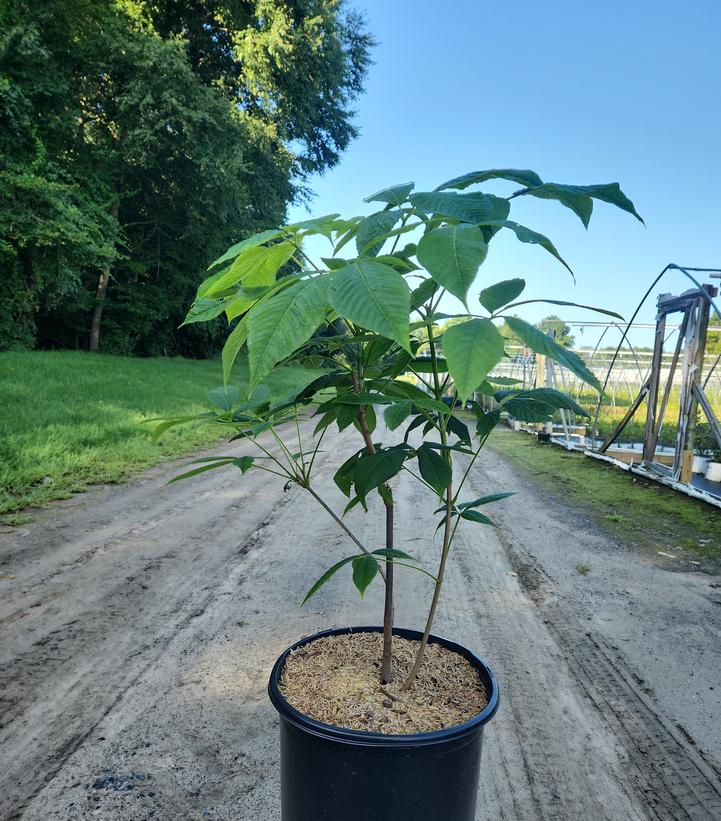 Aesculus parviflora 